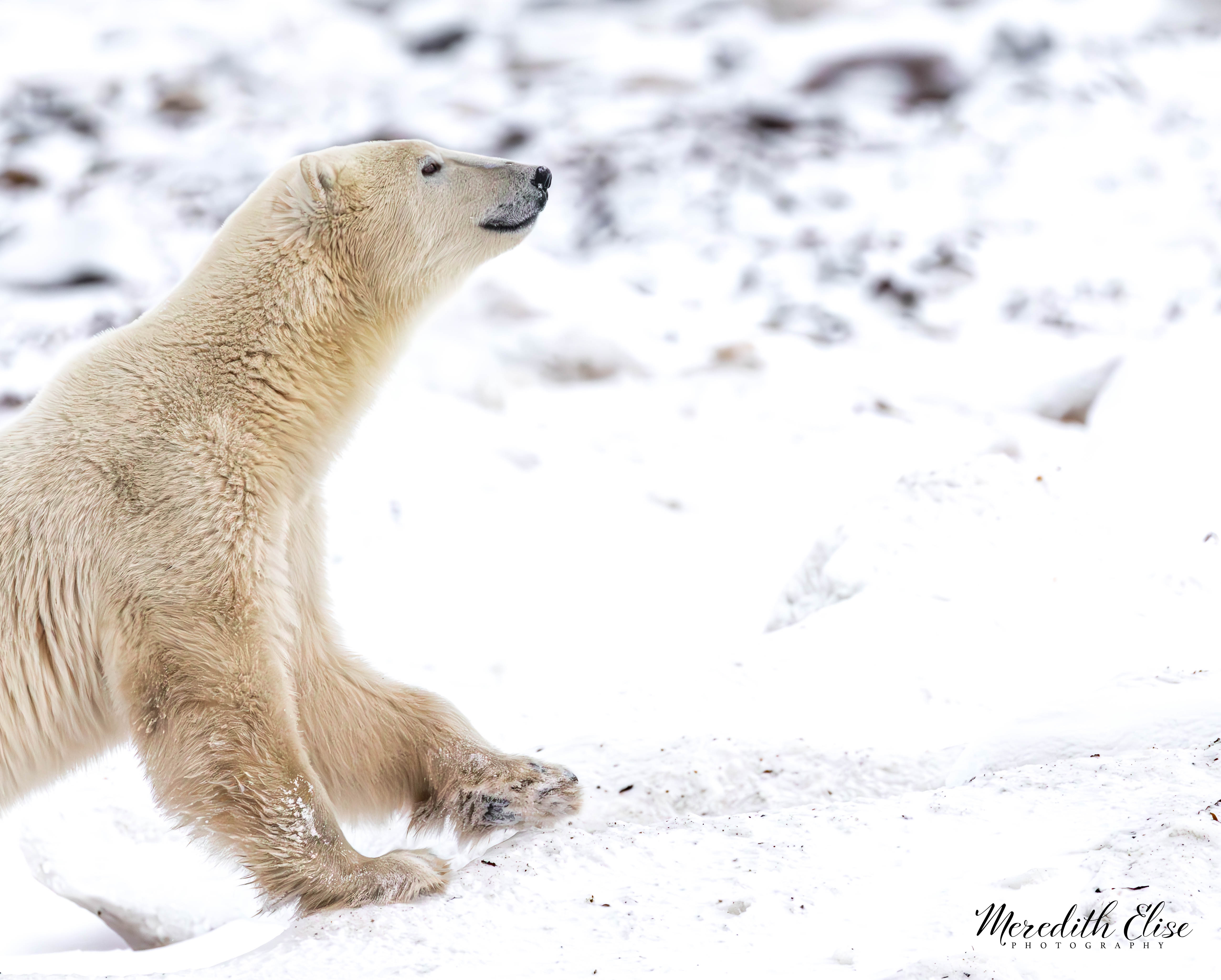 A young polar bear rearing up on its hind legs in the snow