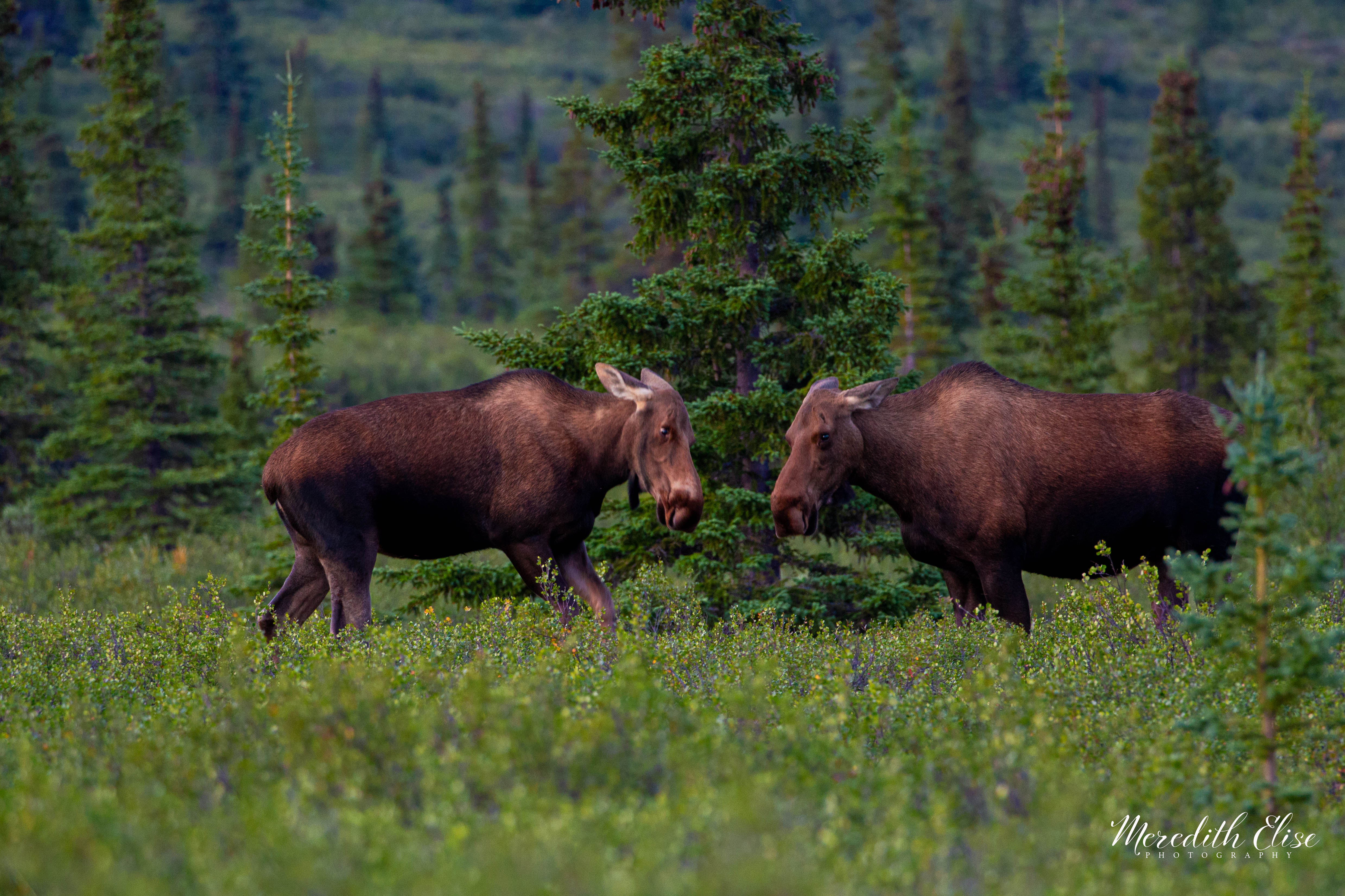 Two moose grazing peacefully in a summer meadow surrounded by spruce