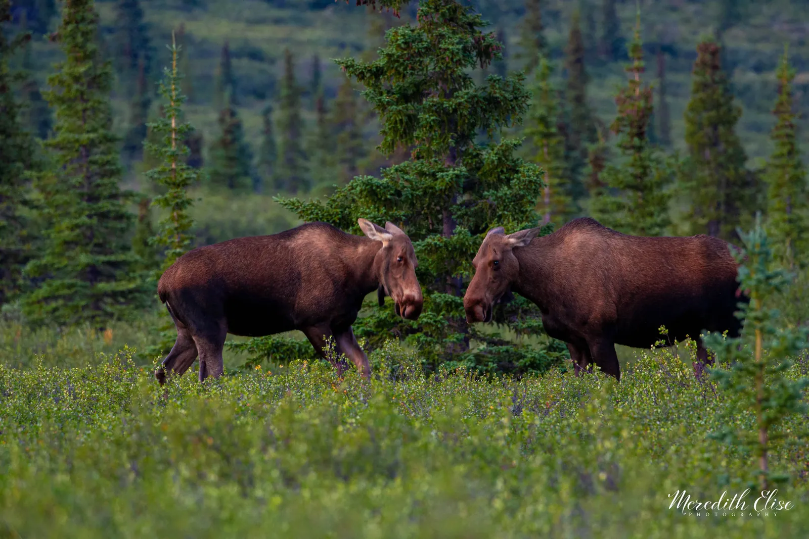 Two moose grazing in a summer meadow ringed by spruce — Denali National Park Alaska wildlife fine art print
