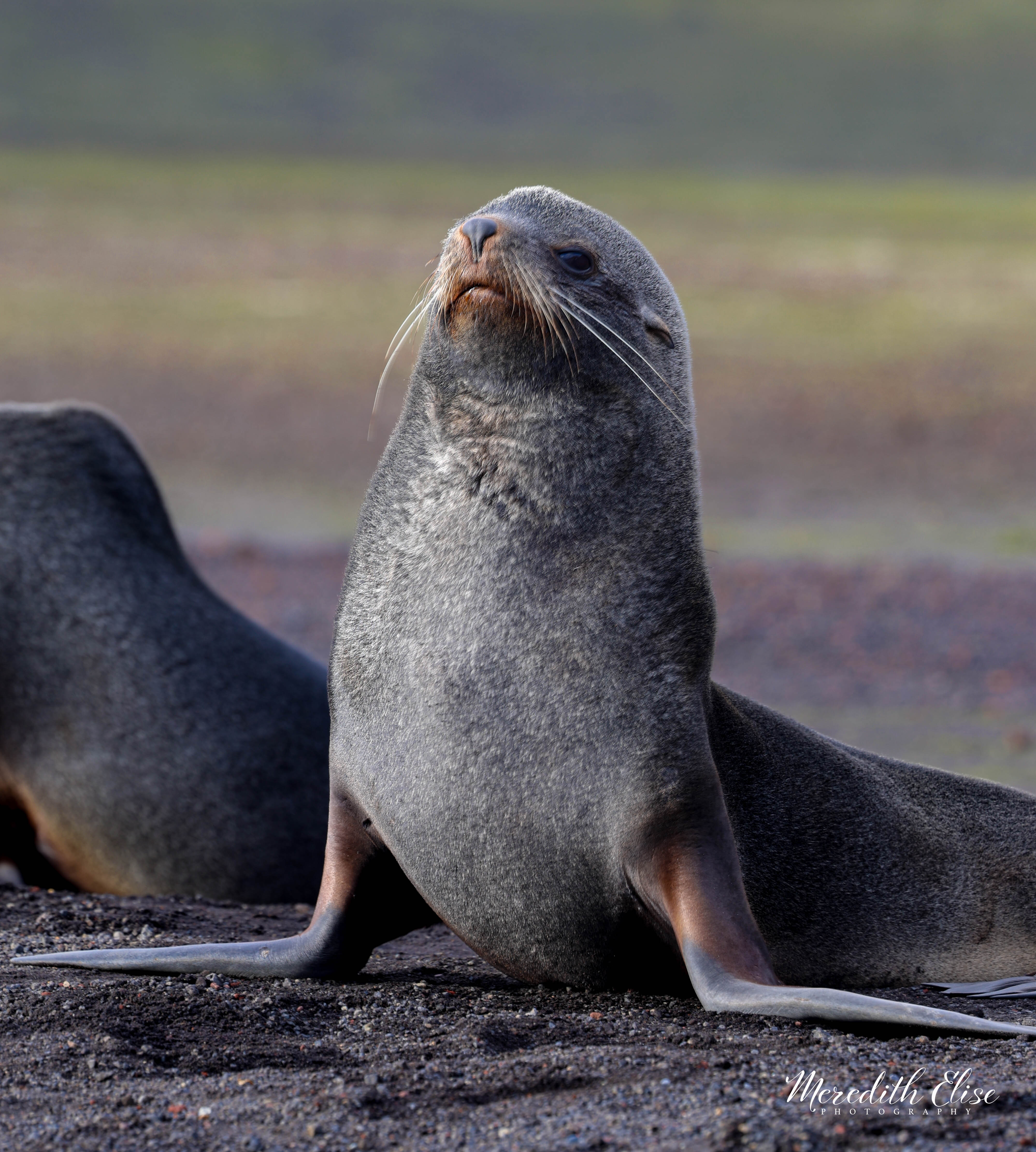 An Antarctic fur seal holding its head high with proud whiskers on display