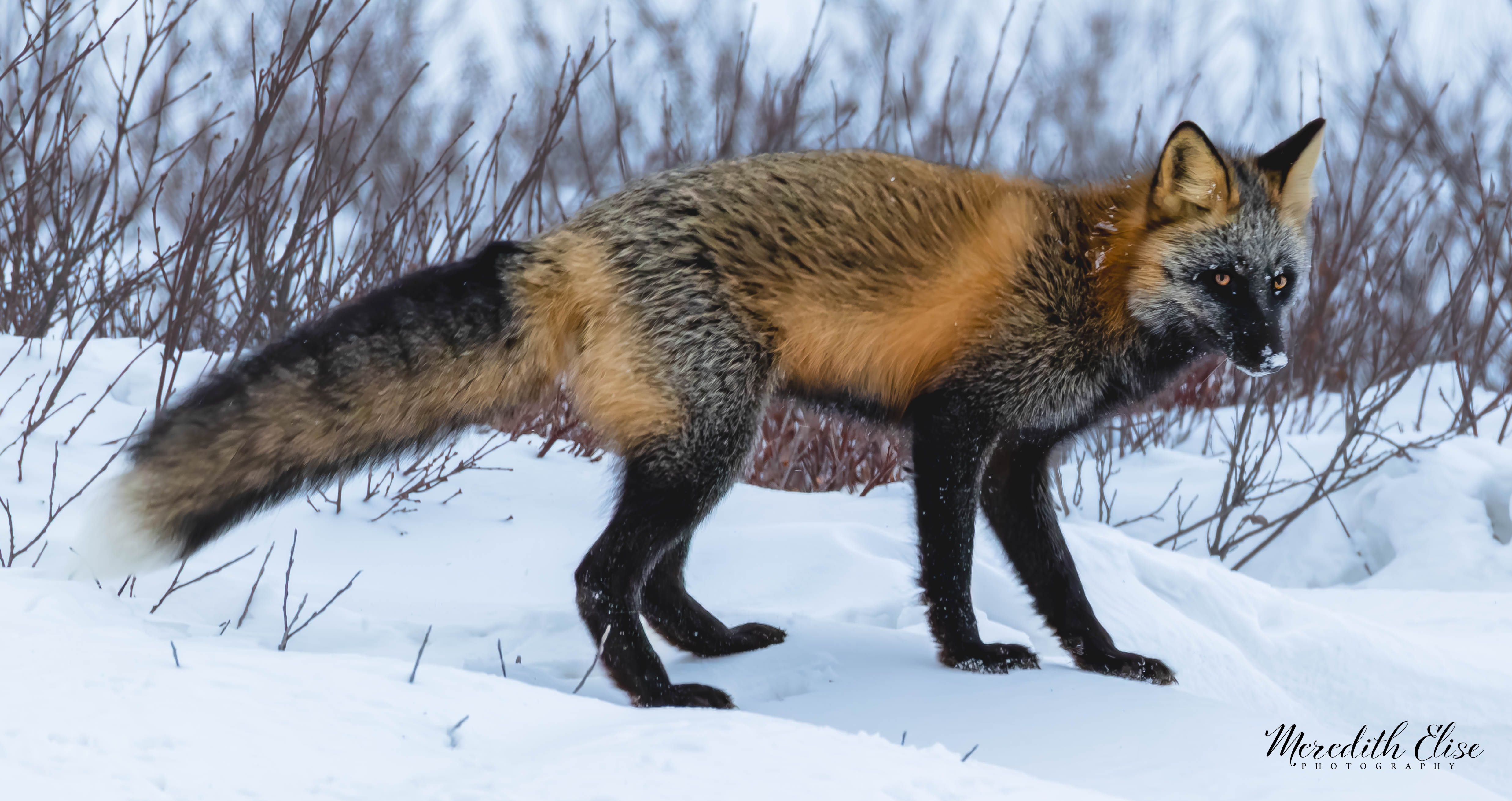Cross Fox Manitoba, Canada