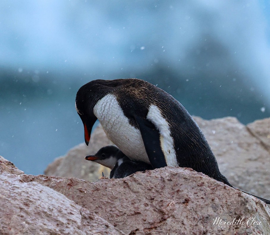 A Gentoo penguin bending over its tiny chick perched on rocks in falling snow