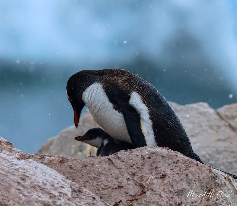 Gentoo penguin bending over its tiny chick on snowy rocks in falling snow — Antarctica wildlife fine art print