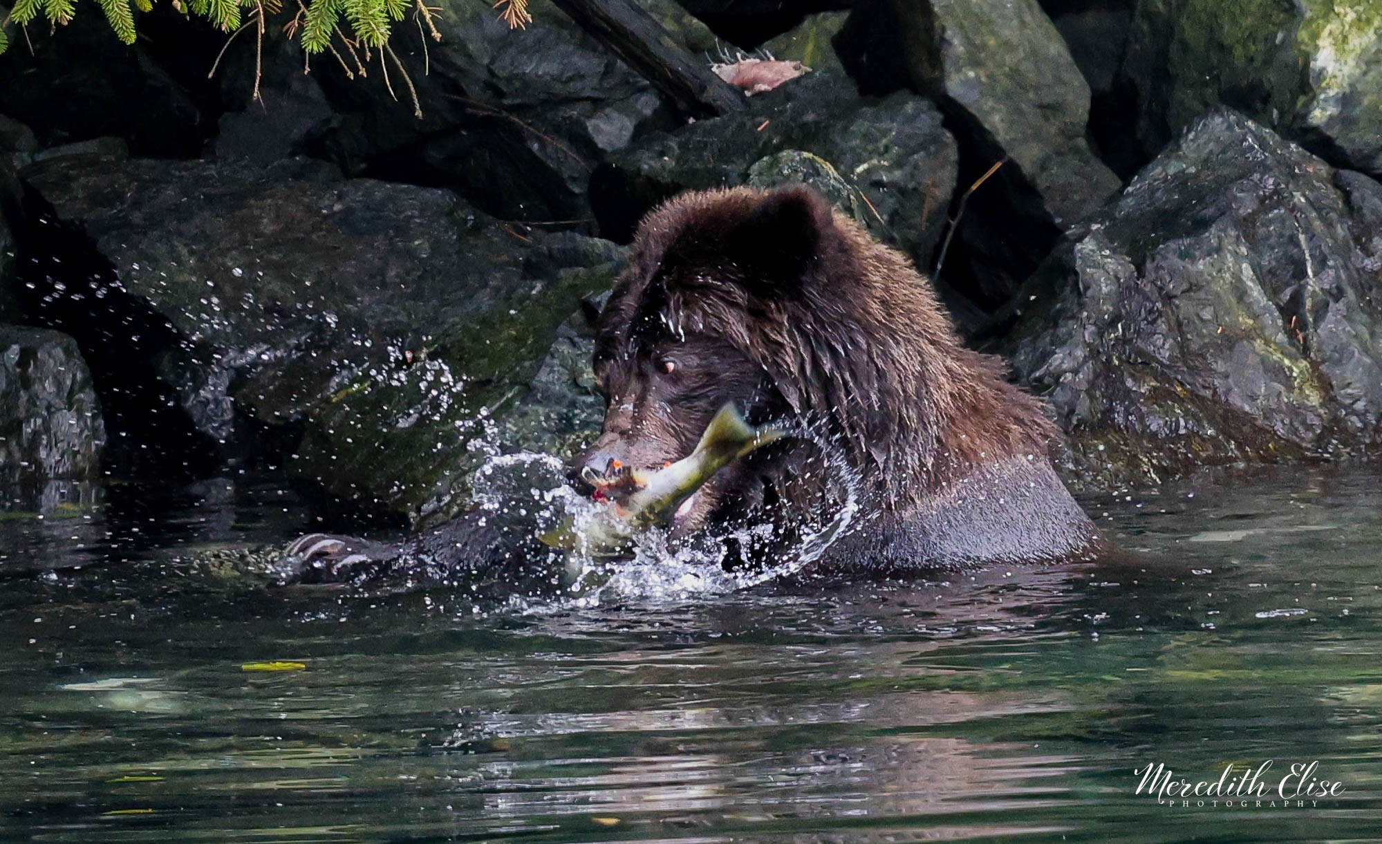 Grizzly Bear Lunching