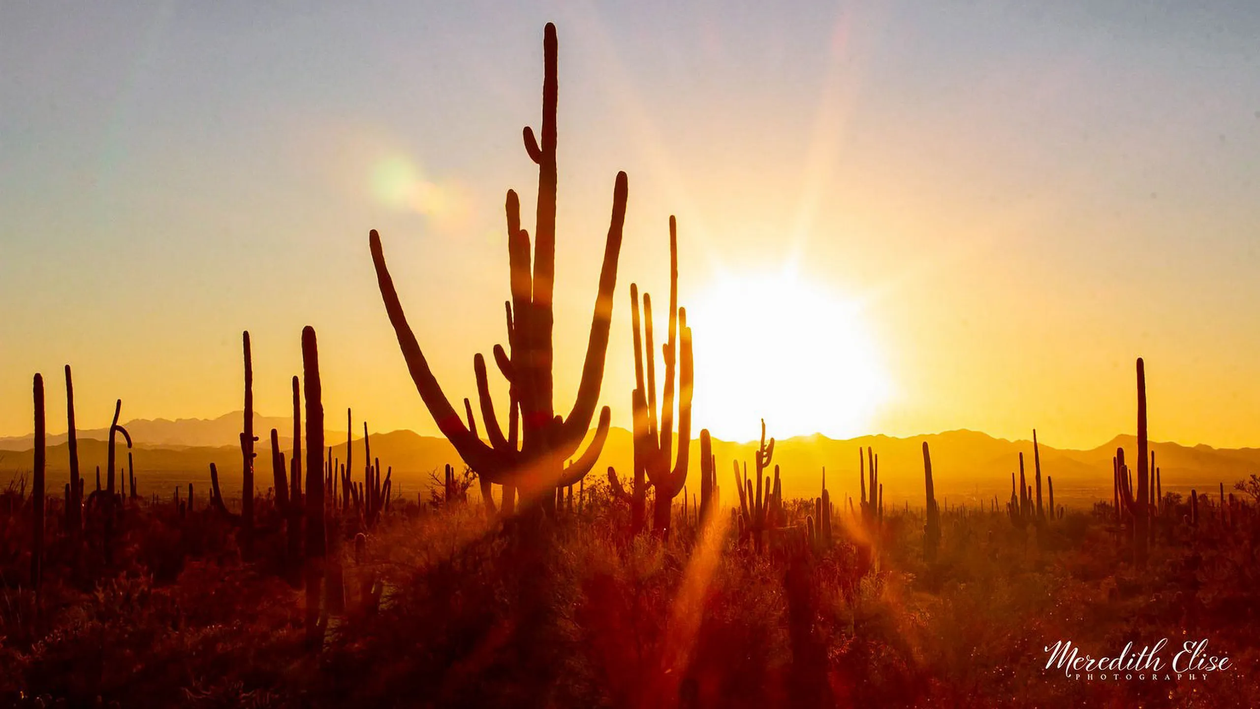 Saguaro cactus silhouetted against deep twilight