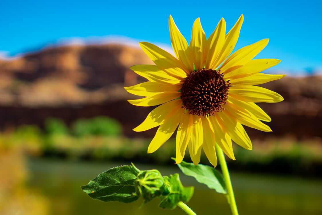 A bright yellow sunflower in bloom against a blurred red rock canyon background