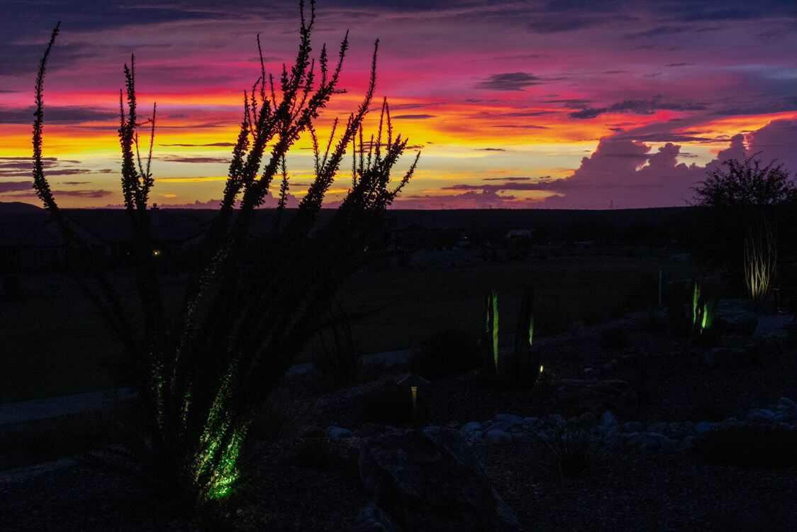 Ocotillo silhouetted against a blazing purple and red desert sunset