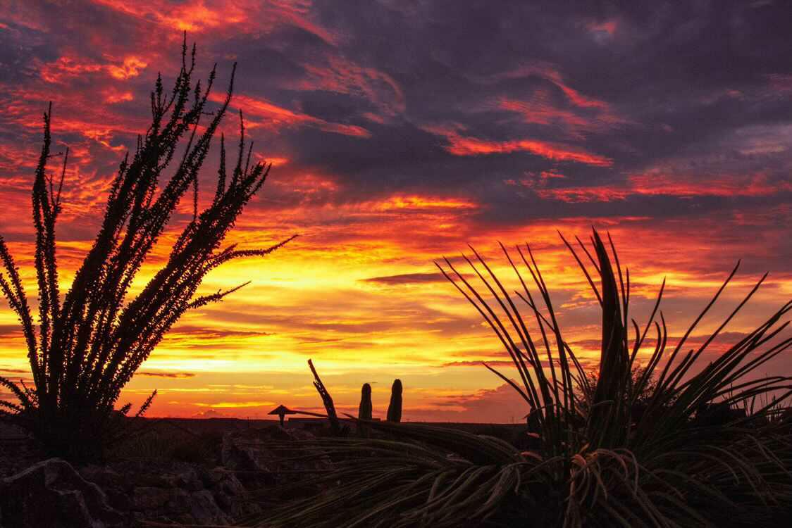 Ocotillo and yucca silhouettes against a fiery desert sky
