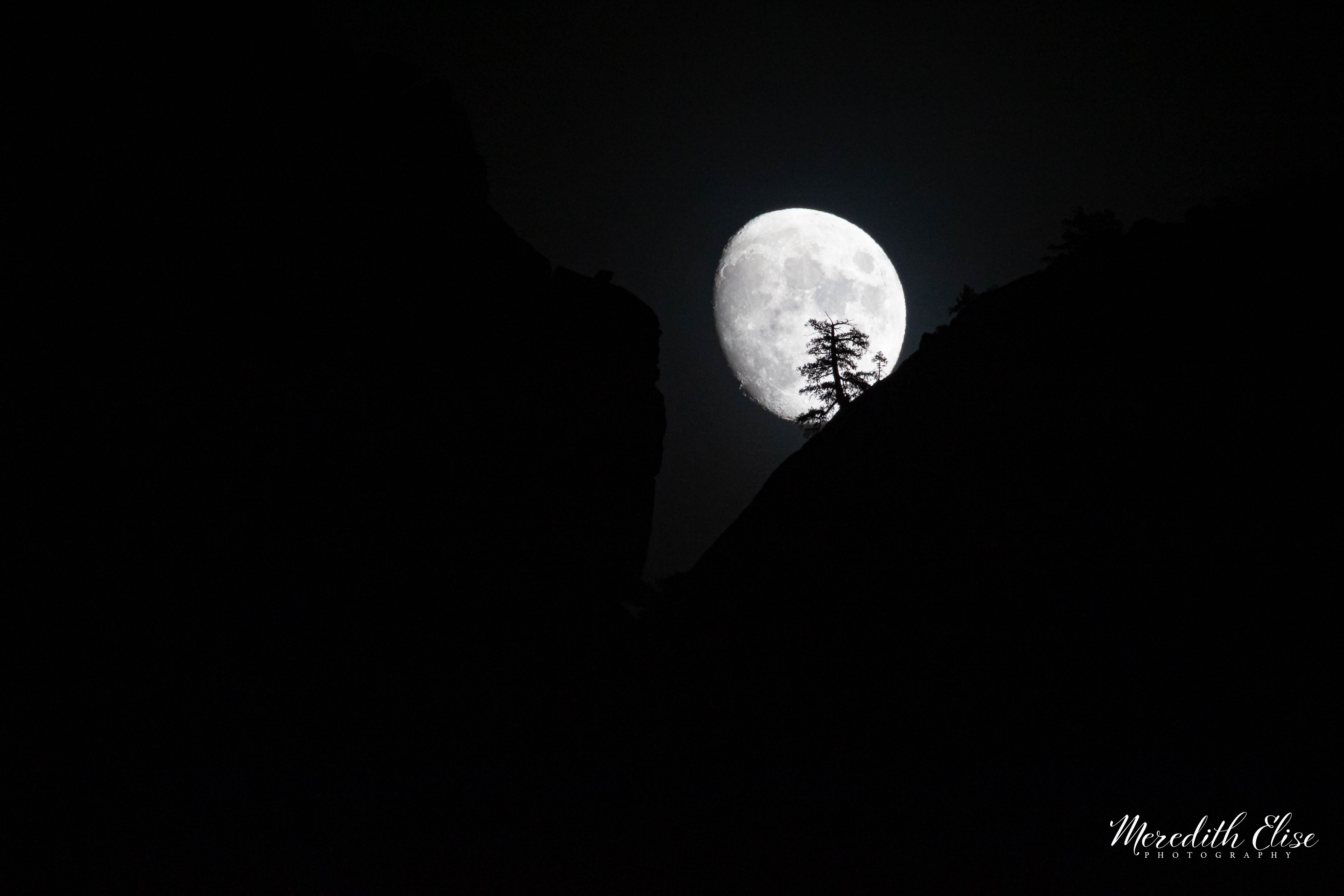 A full moon rising behind a lone tree silhouetted in a dark canyon