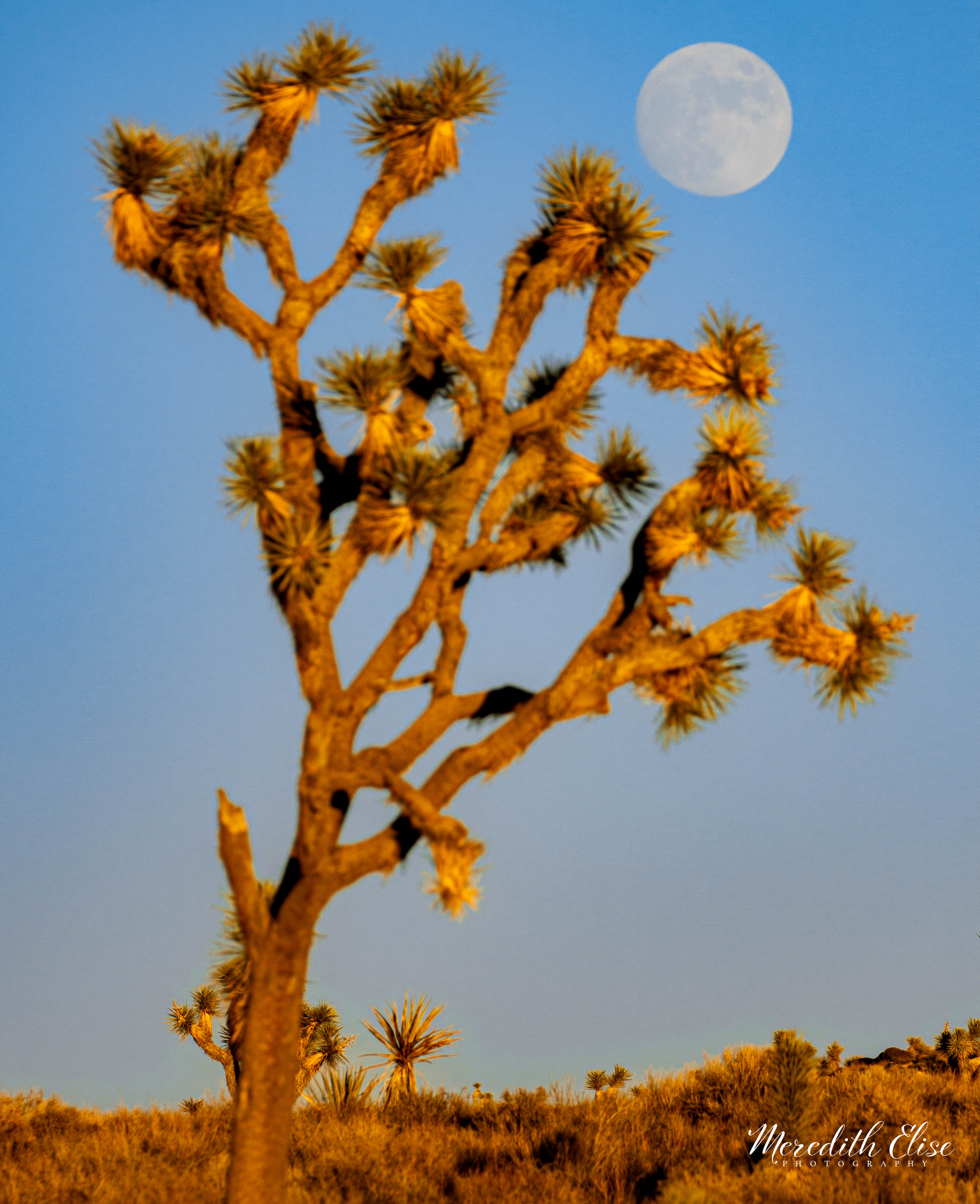 A lone Joshua tree standing tall beneath a full moon in the desert sky