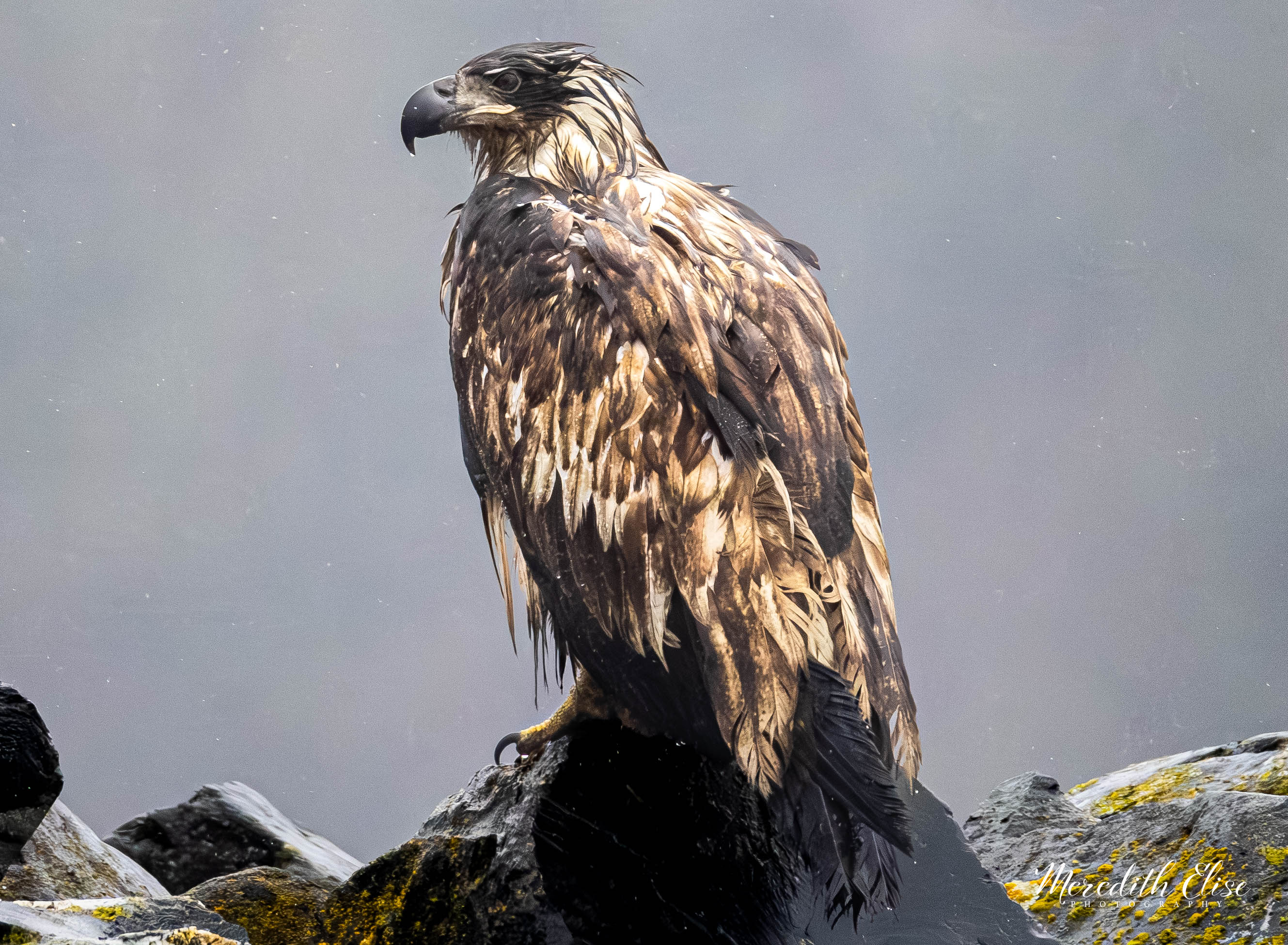 Juvenile Bald Eagle Kodiak, Alaska