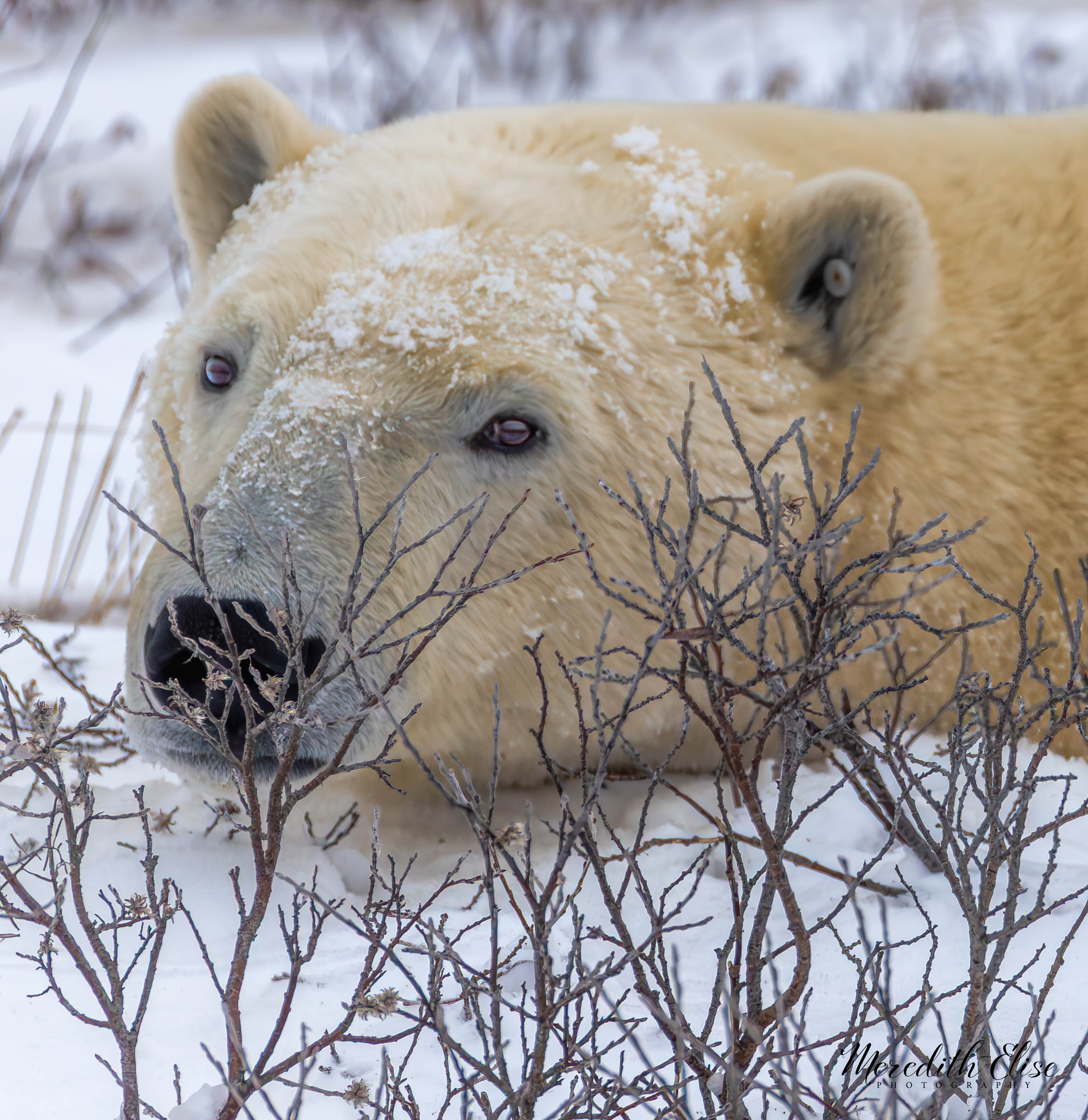 Lazy Bear Churchill, Manitoba
