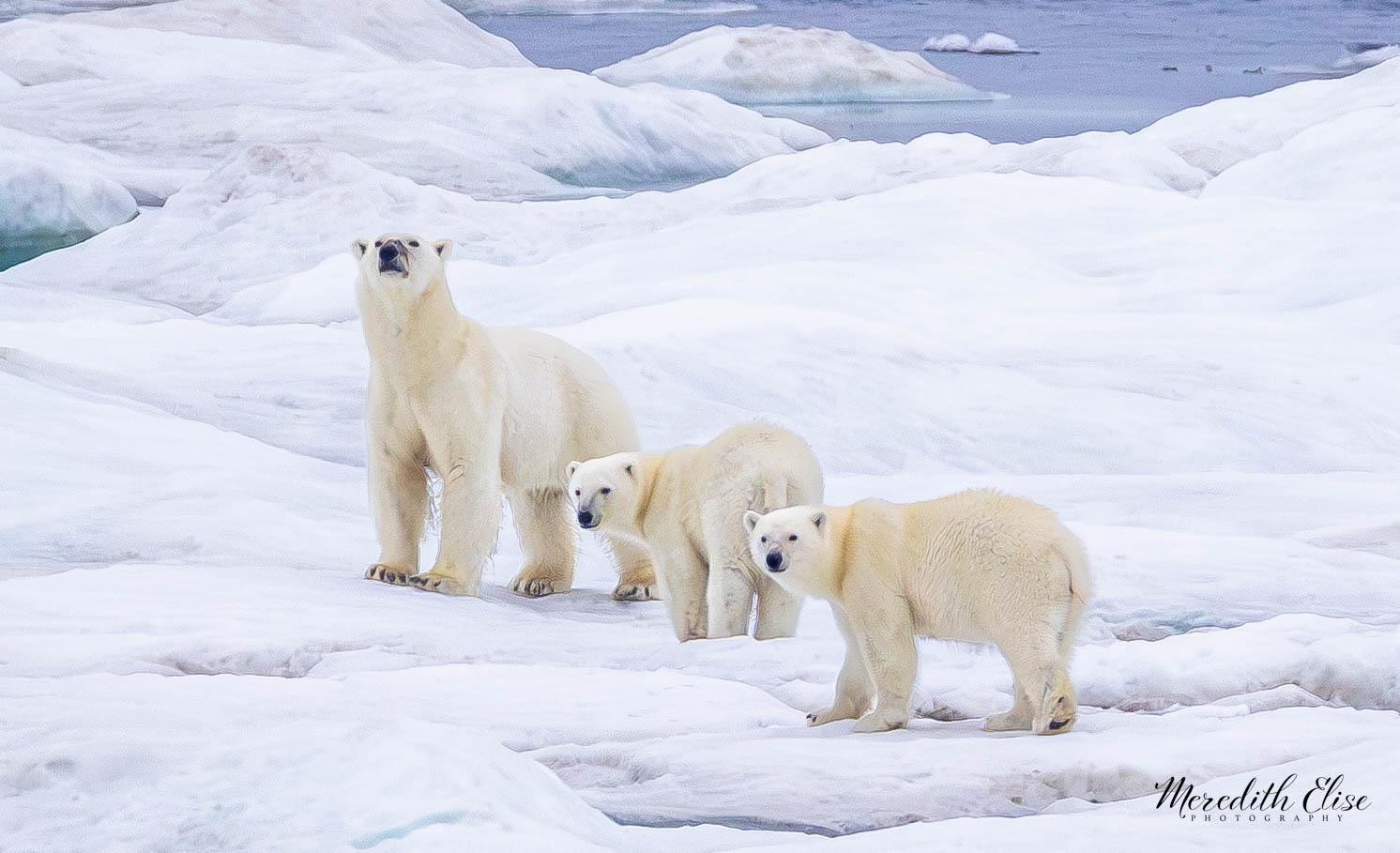 A polar bear mother and two cubs walking single file across the sea ice