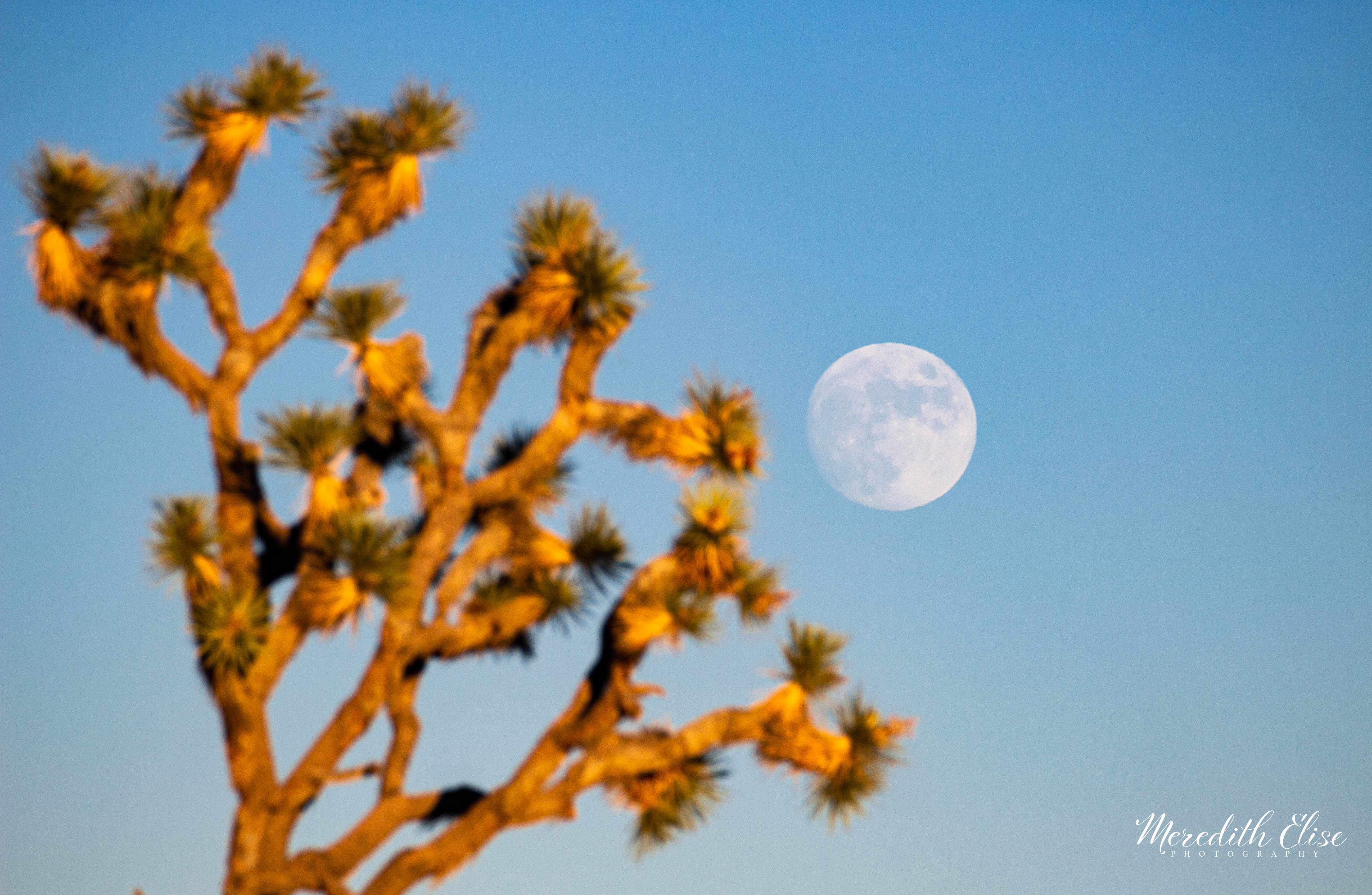 Moonrise Over Joshua Tree California