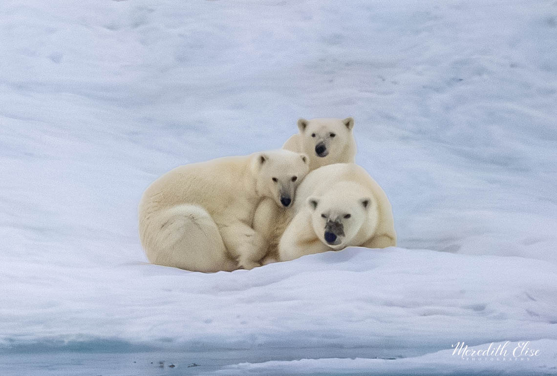 A polar bear mother resting on the ice with two cubs nestled against her