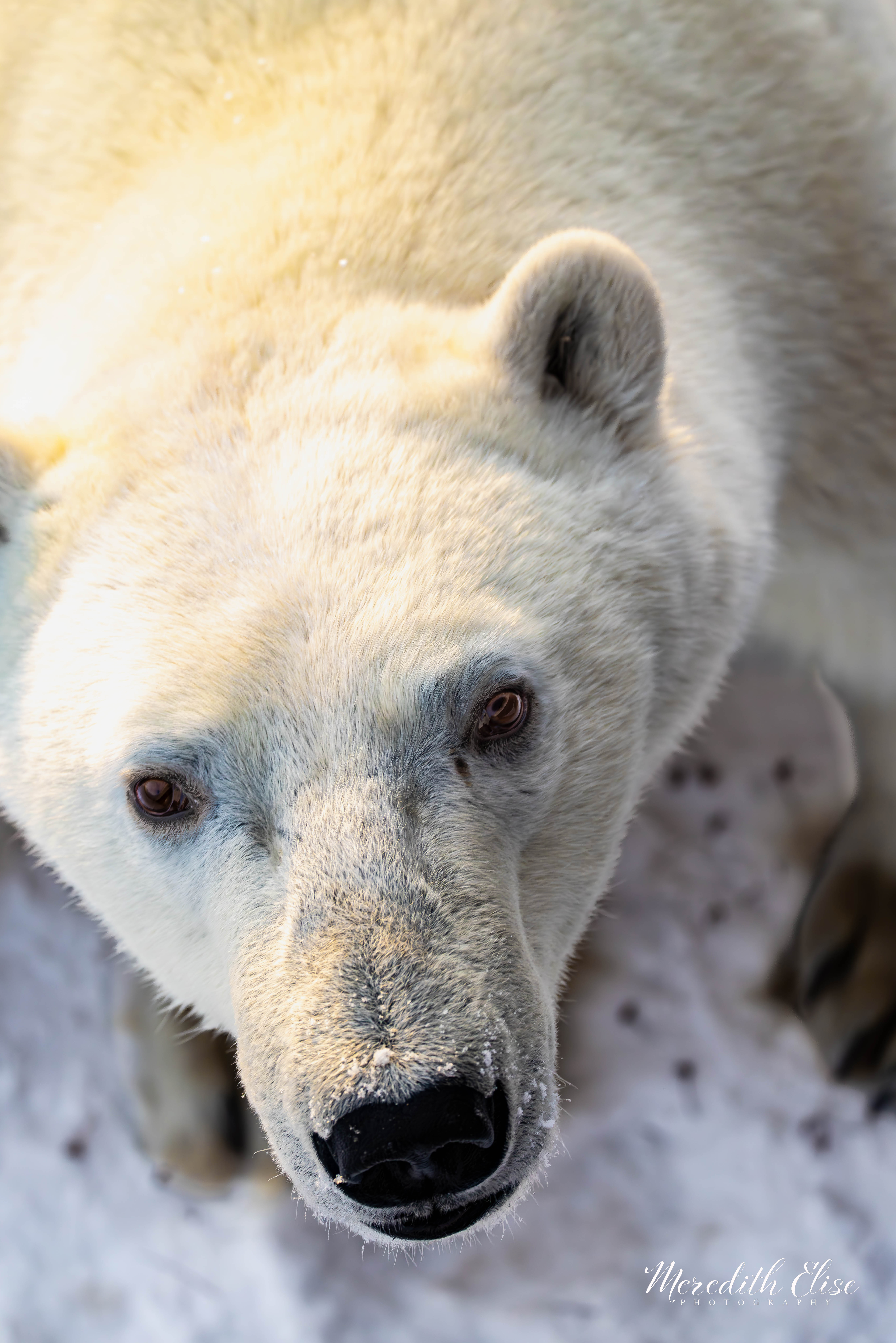 Close portrait of a polar bear looking directly into the camera