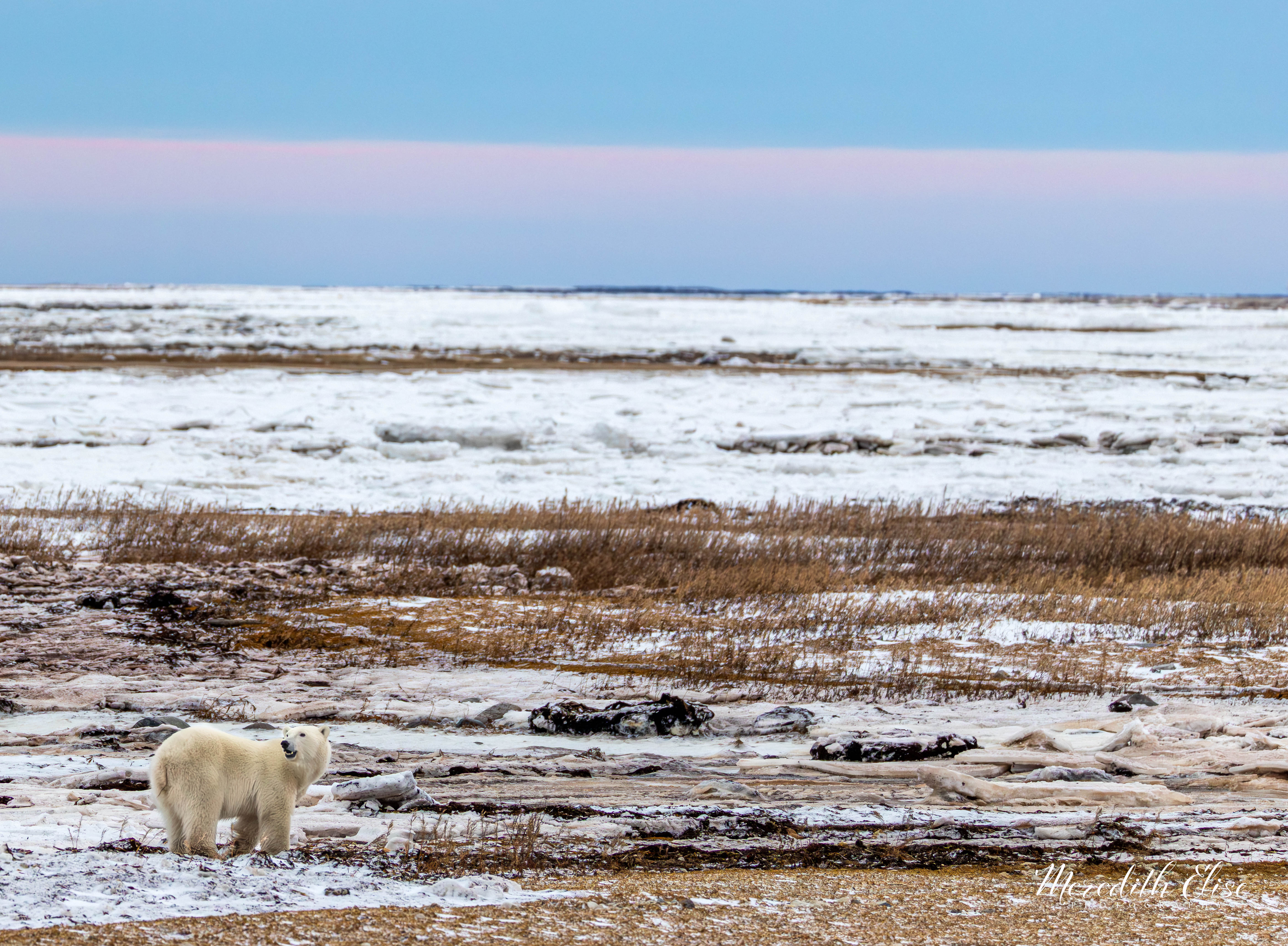 Polar Bear on the Tundra Manitoba, Canada