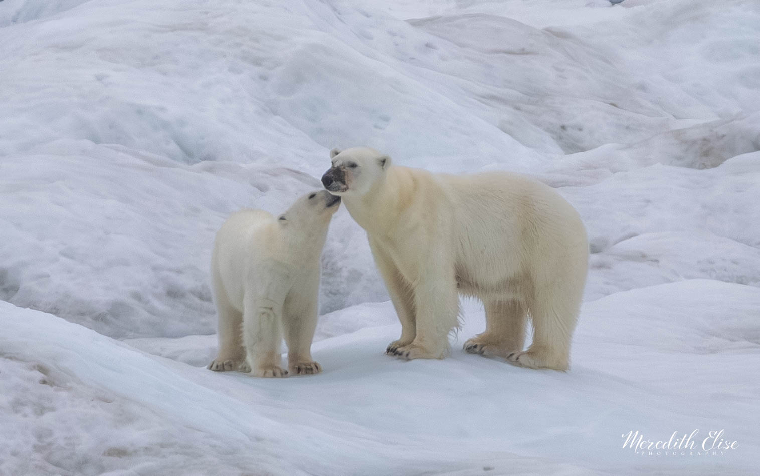 Two polar bears touching noses on the ice in a quiet moment