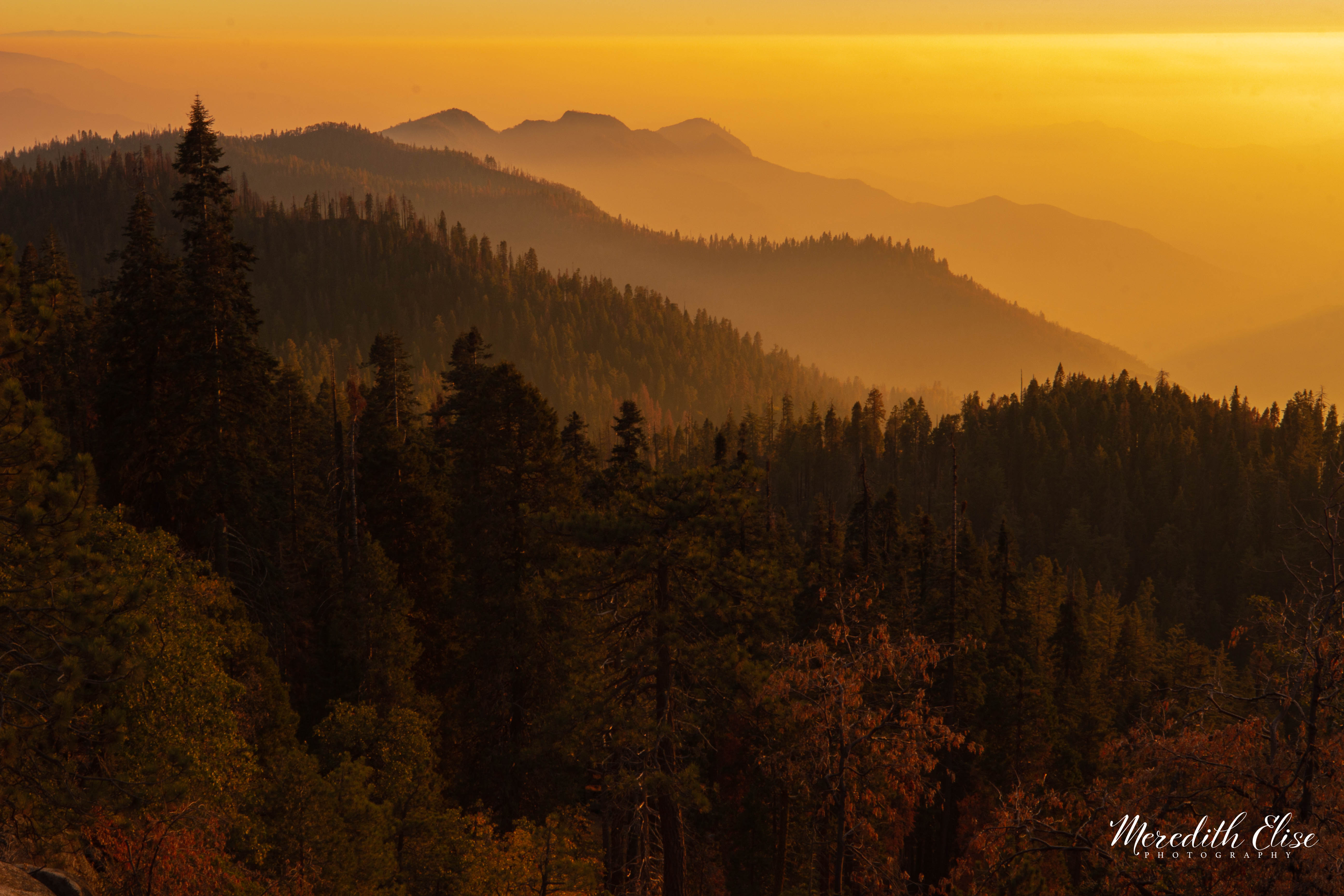 Layers of pine ridges dissolving into a warm golden haze at sunset
