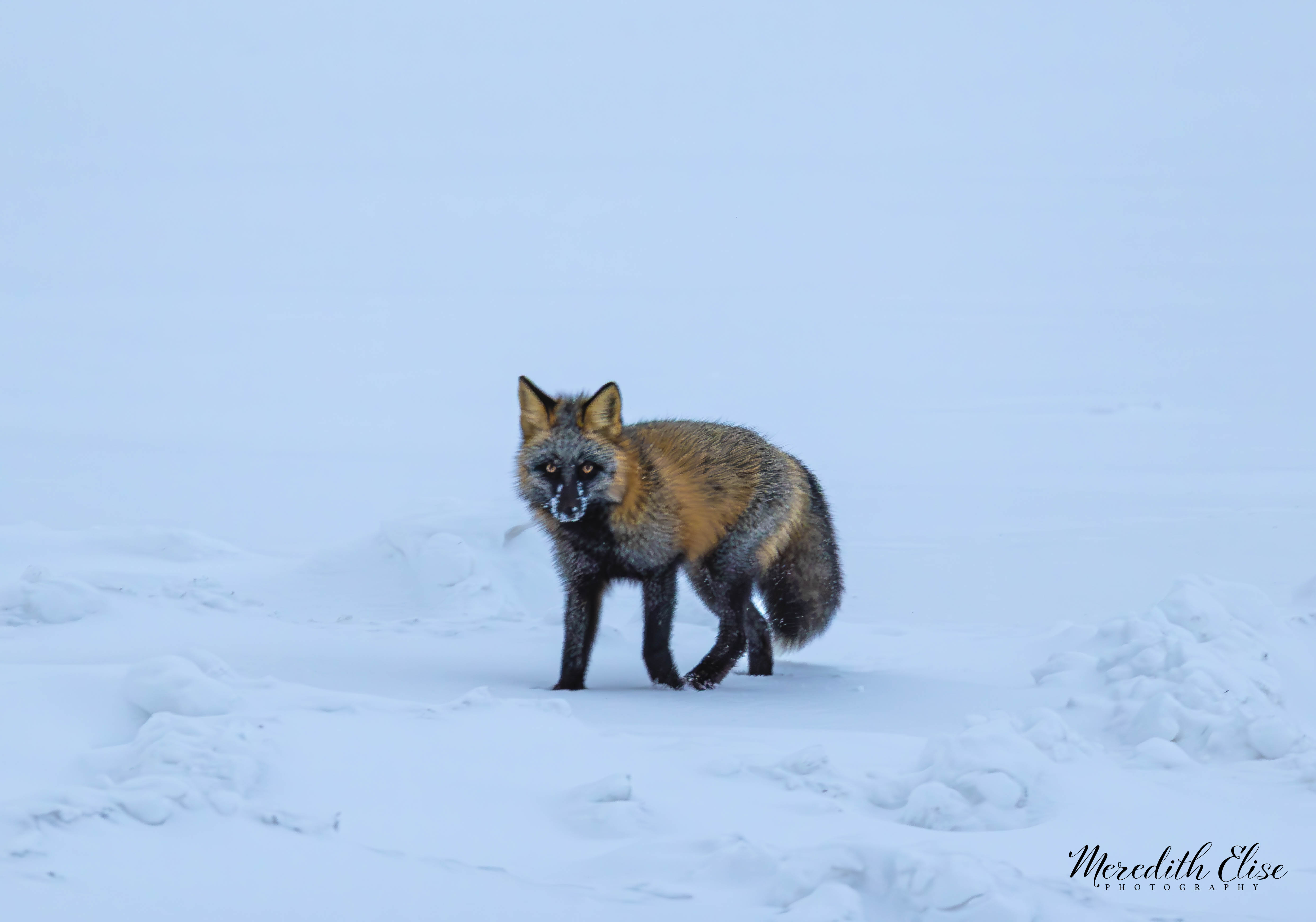 A cross fox pausing on an open snowfield, staring into the distance