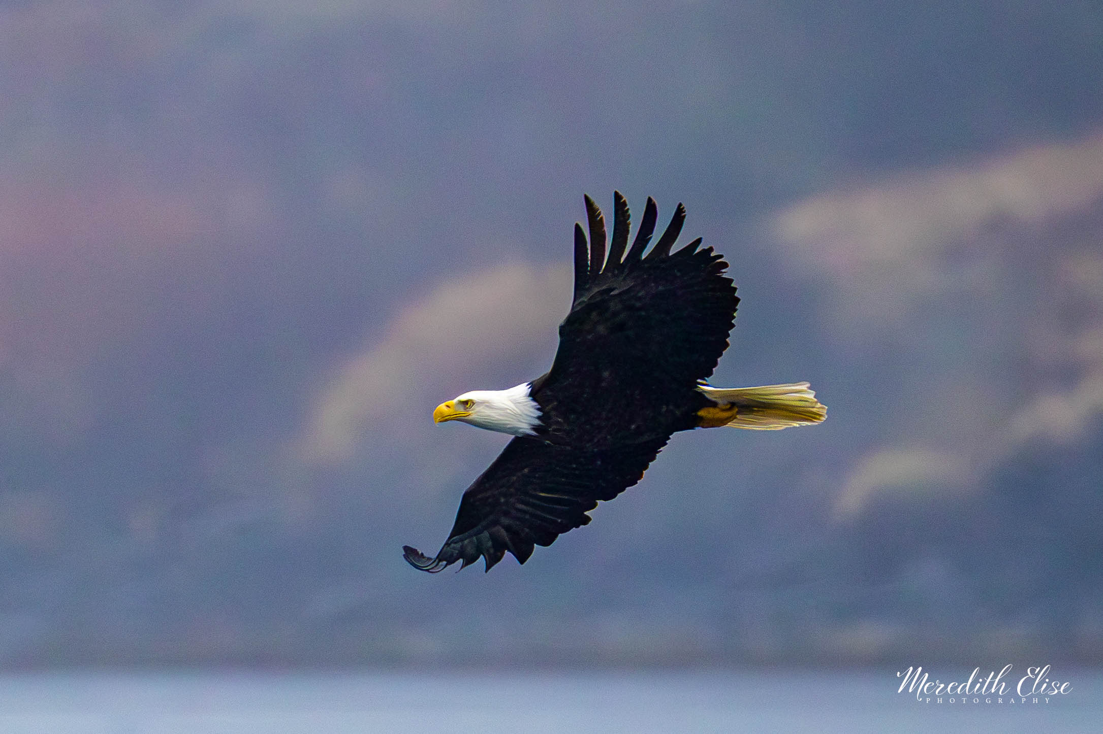 Soaring Eagle