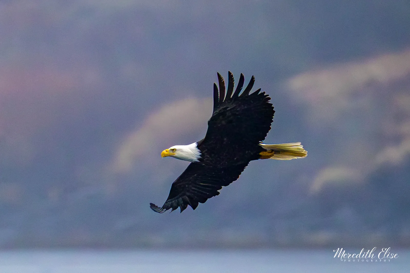 Bald eagle soaring on outstretched wings past misty coastal mountains — wildlife fine art print