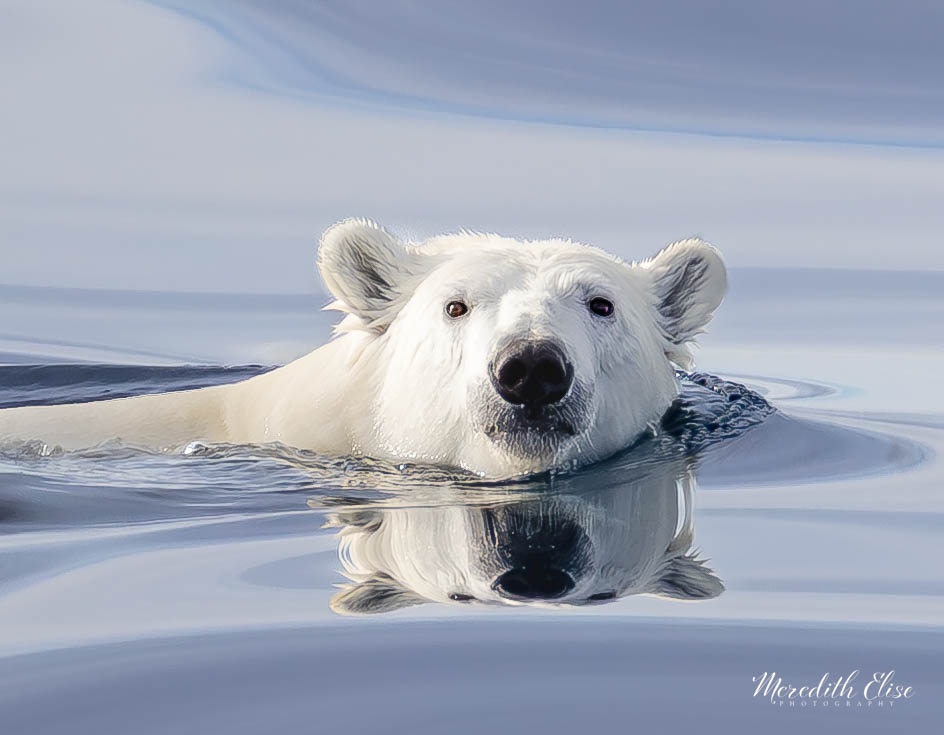 A polar bear swimming, its face and reflection perfectly mirrored in still water